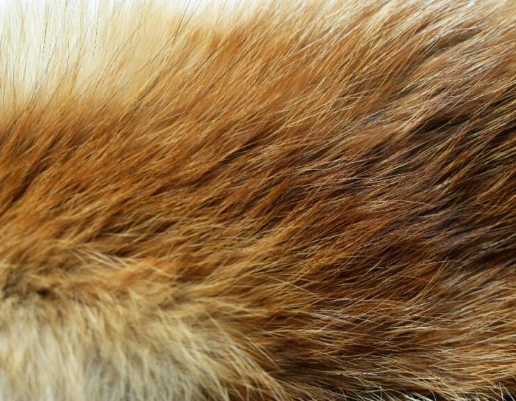 fur