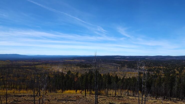 Apache-Sitgreaves National Forest