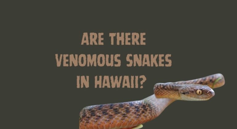 Are There Venomous Snakes in Hawaii
