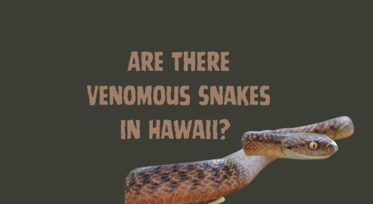 Are There Venomous Snakes in Hawaii