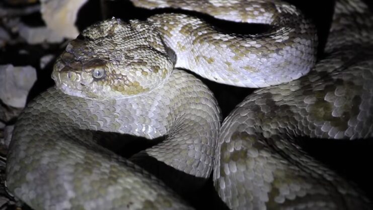 Black-tailed Rattlesnake