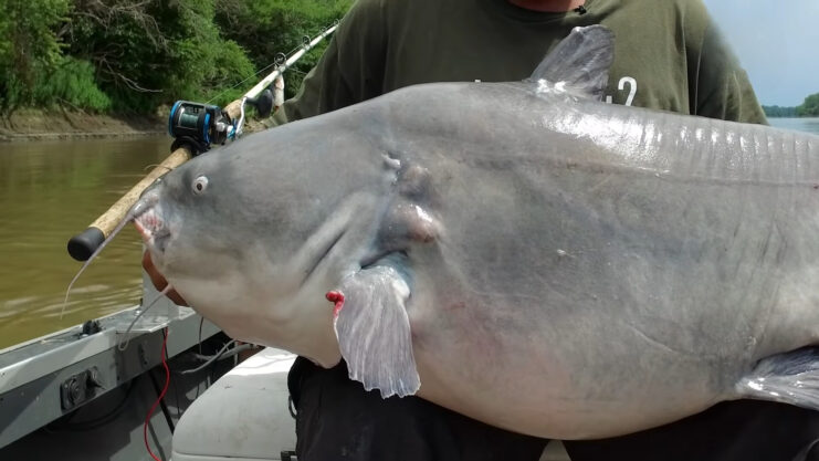 Blue Catfish