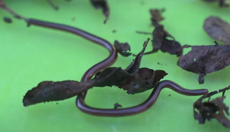 Brahminy Blind Snake