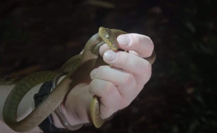 Brown Tree Snake