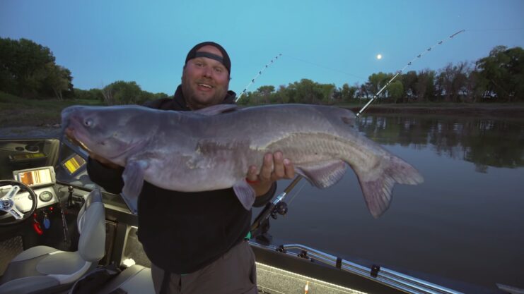 Channel Catfish