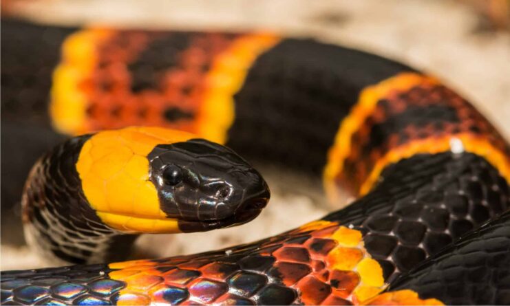 Colorful Coral Snake