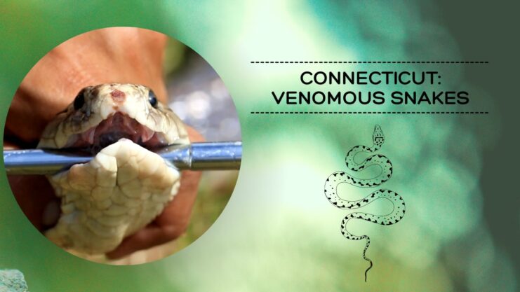Connecticut Venomous Snakes - Safety Tips