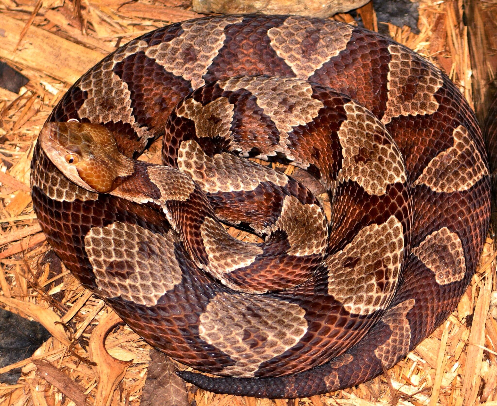6 Venomous Snakes in Arkansas Learn All About The Viper Kingdom! VCSD
