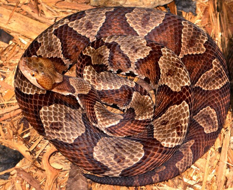 Copperhead