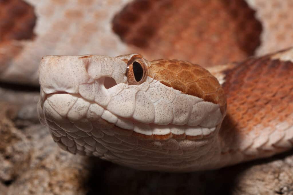 Eastern Copperhead