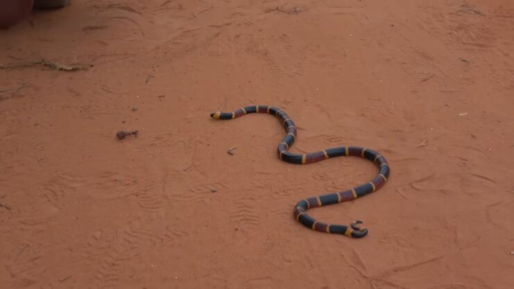 Eastern Coral Snake