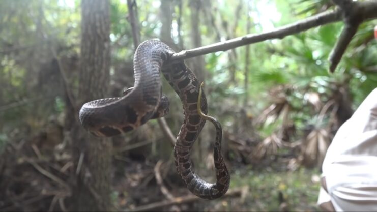 Eastern Cottonmouth