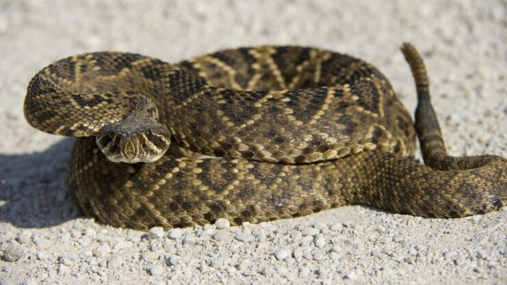 Eastern Diamondback Rattlesnake