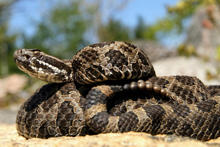 Eastern Massasauga Rattlesnake