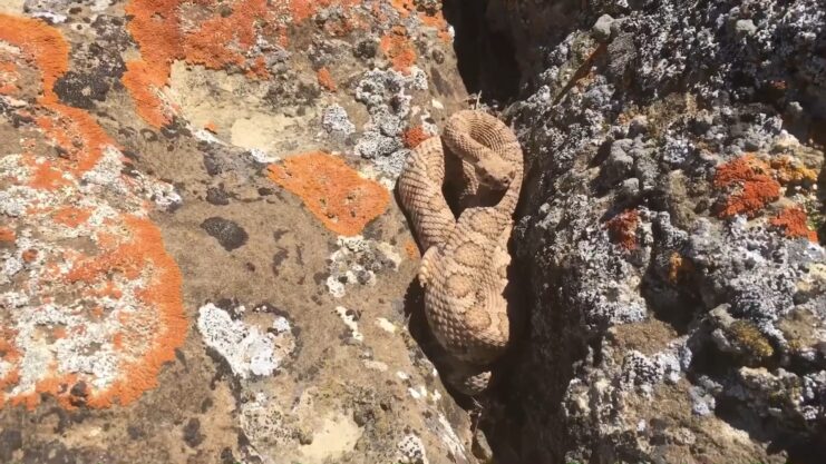 Midget Faded Rattlesnake