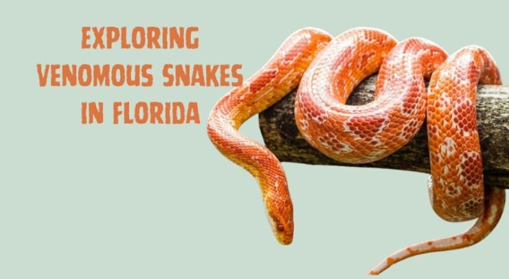 Exploring Venomous Snakes in Florida