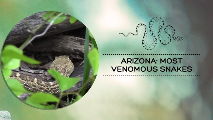 Find Arizona most venomous snakes - safety tips