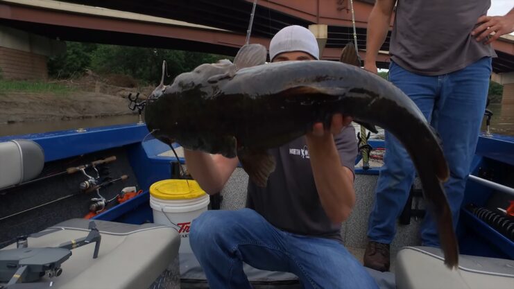 Flathead Catfish