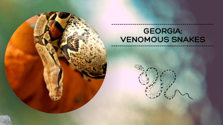Georgia - Venomous Slitherers - safety tips