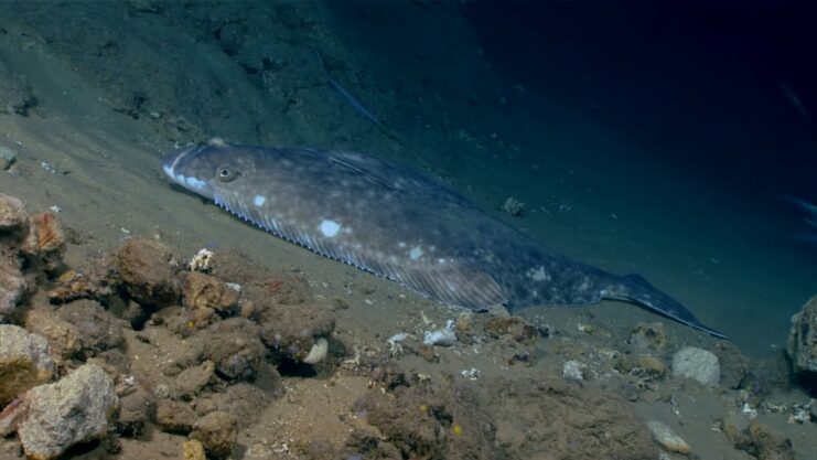 Halibut