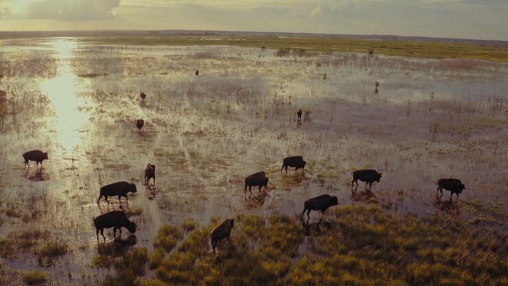 Paynes Prairie Preserve State Park