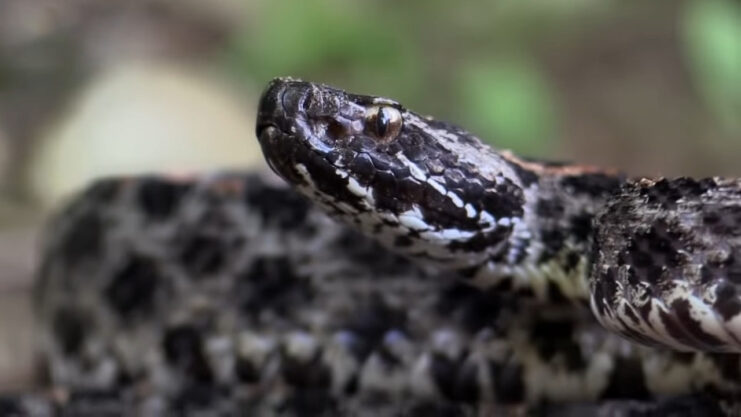 Pigmy Rattlesnake