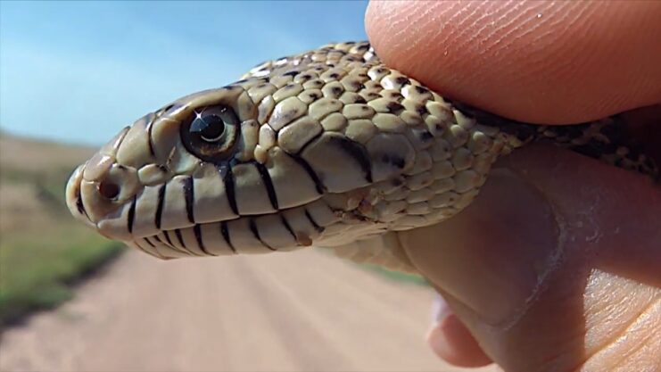 Prairie Rattlesnake