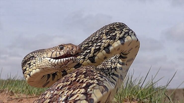 Prairie Rattlesnake