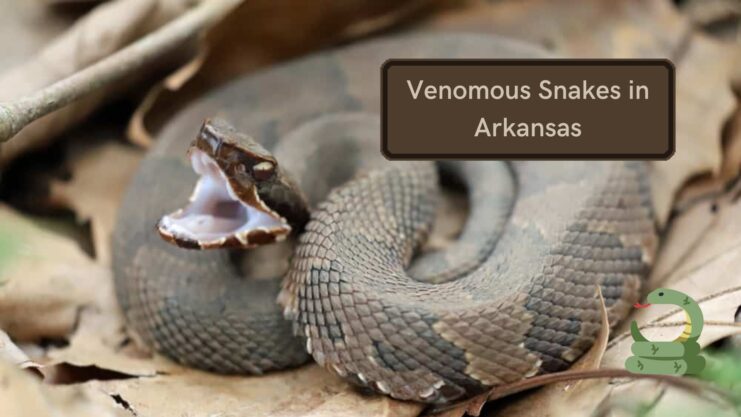 Snakes Venomous