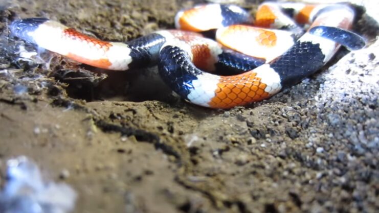 Sonoran Coral Snake