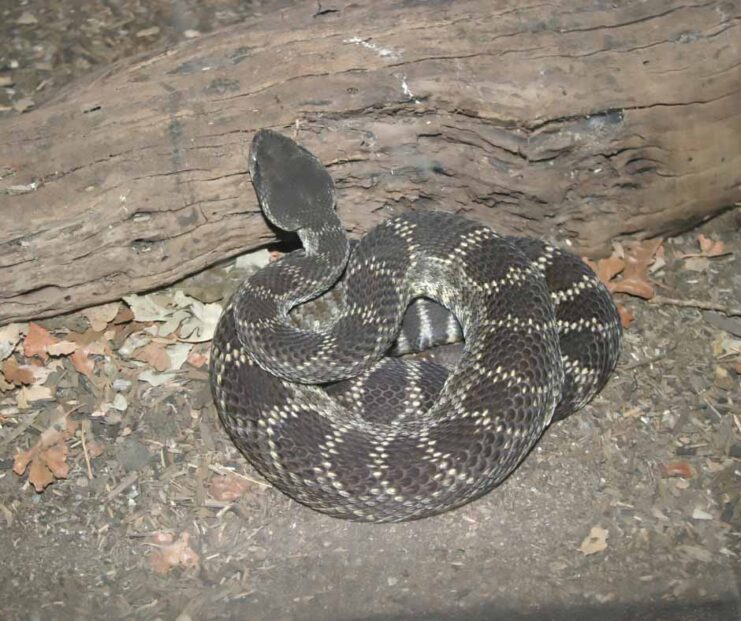 Southern Pacific Rattlesnake