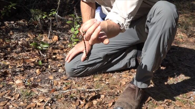 Texas Coral Snake