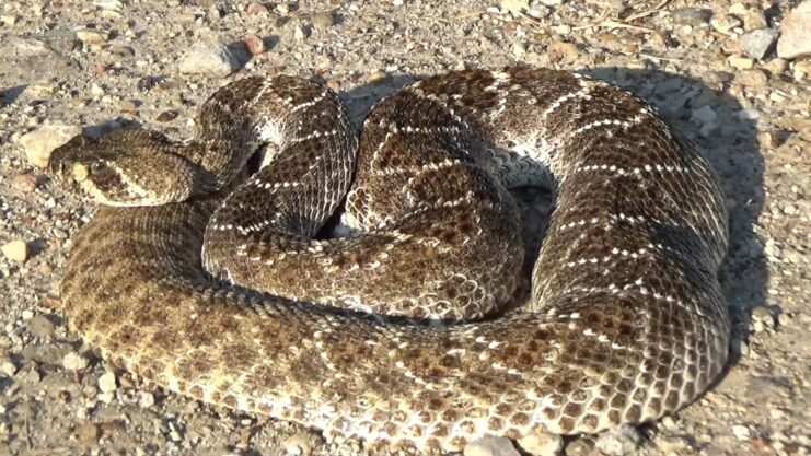 The Massasauga Rattlesnake