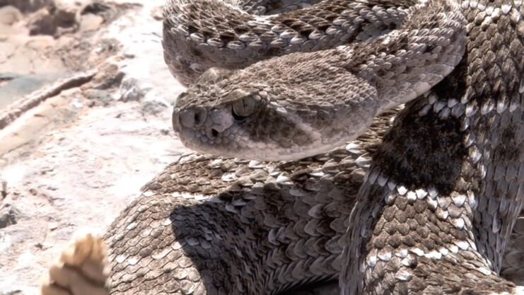 Tiger Rattlesnake