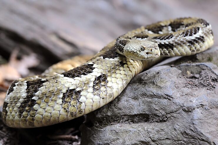 Timber Rattlesnake