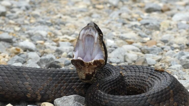 Timber Rattlesnake - Georgia snakes