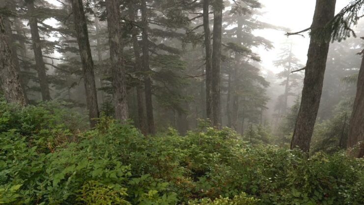 Tongass National Forest