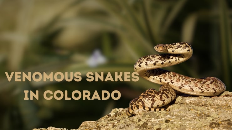 Venomous Snakes in Colorado