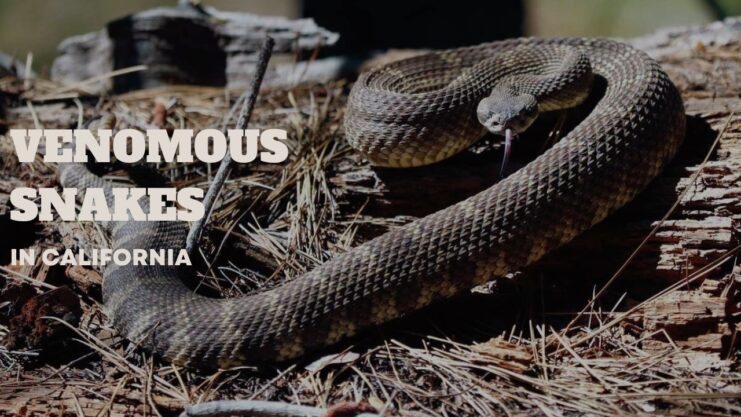 Venomous snake california
