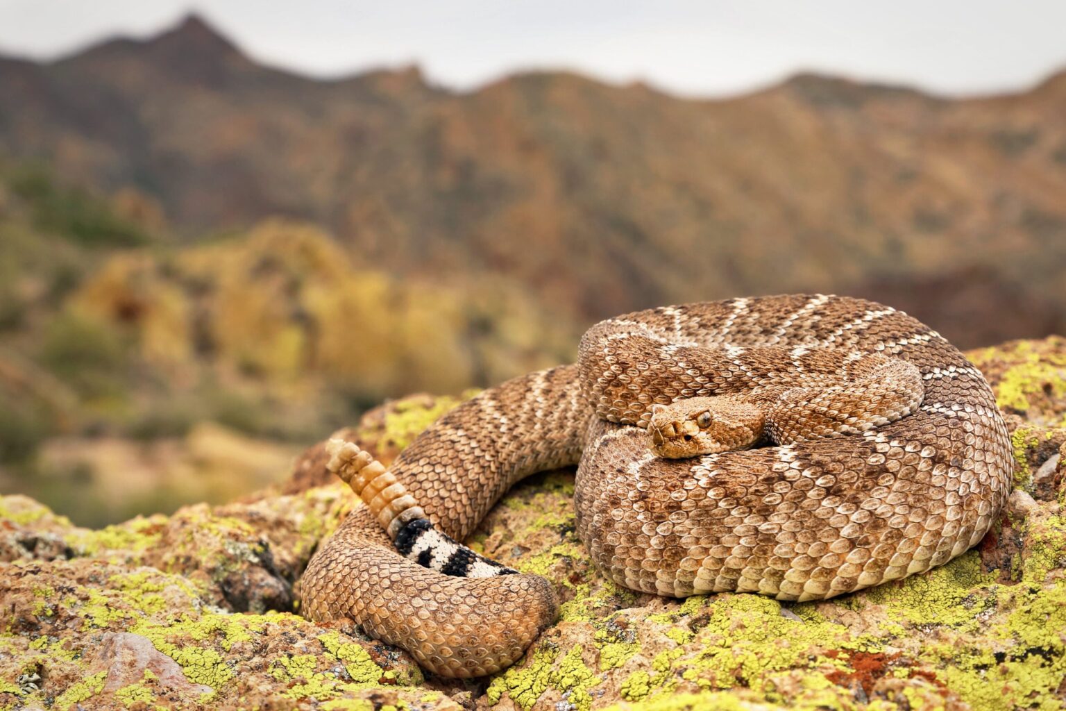 Venomous Snakes in California: A Journey into the Golden State's ...