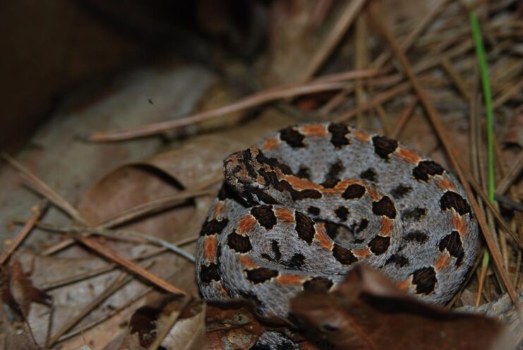 Western Pygmy Rattlesnake