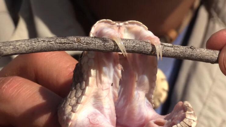 2 Most Venomous Snakes in Idaho: A Snake Safety Guide for Outdoor