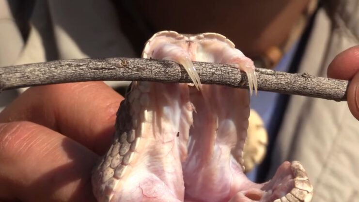 Western Rattlesnake