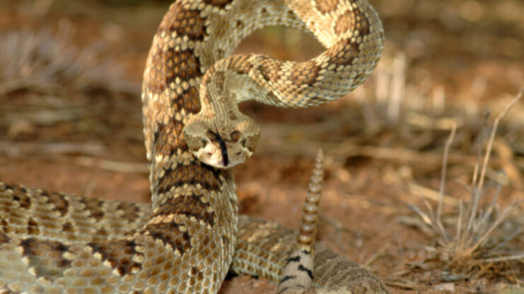 mojave rattlesnake