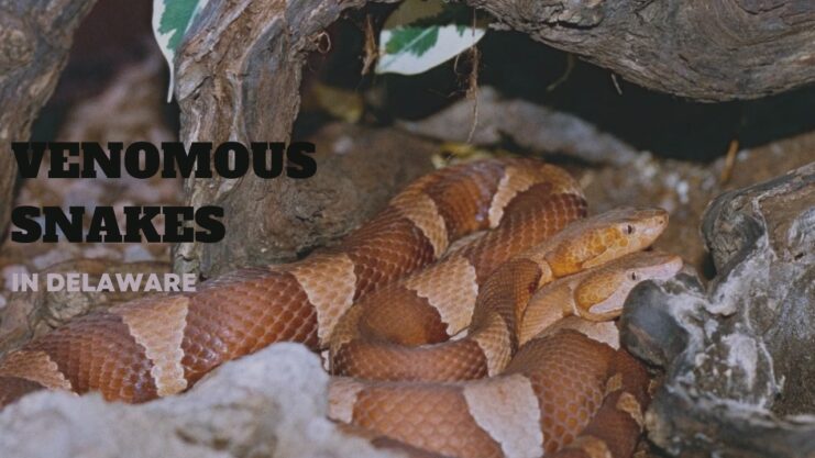 venomous snakes delaware