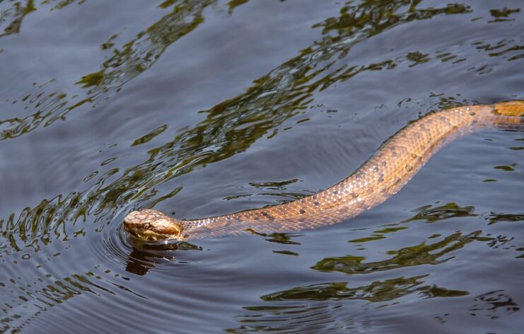 water-moccasins