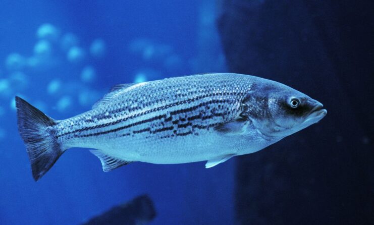 Striped Bass