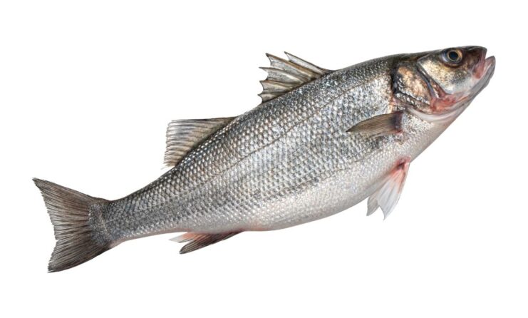 White Bass