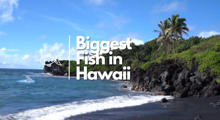 9 Biggest Fish in Hawaii - Titans of the Pacific