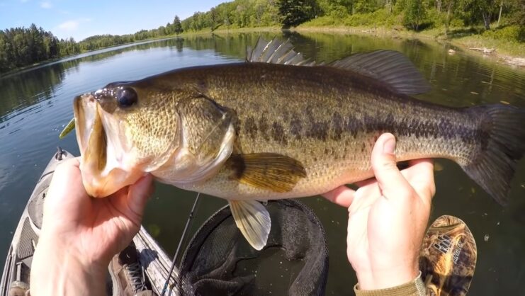 Bass, Largemouth